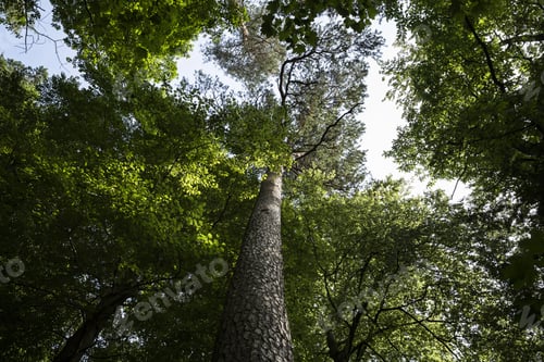 Preview: Forest