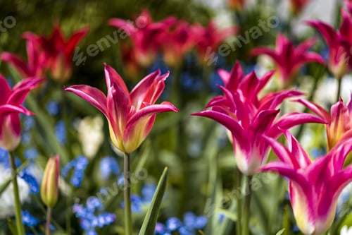 Preview: Fresh And Beautiful Pink Tulip With Blue Forget Me Not Together 1.