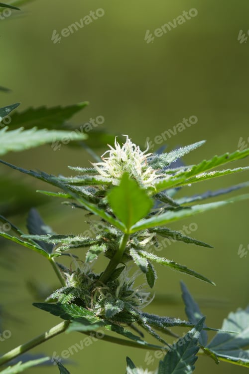 Preview: Close Up Of A Healthy Cannabis Plant Under Sunny Conditions