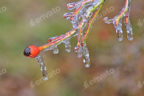 Preview: Icicle Background - Winter Season Icon - Rose Bud Freeze