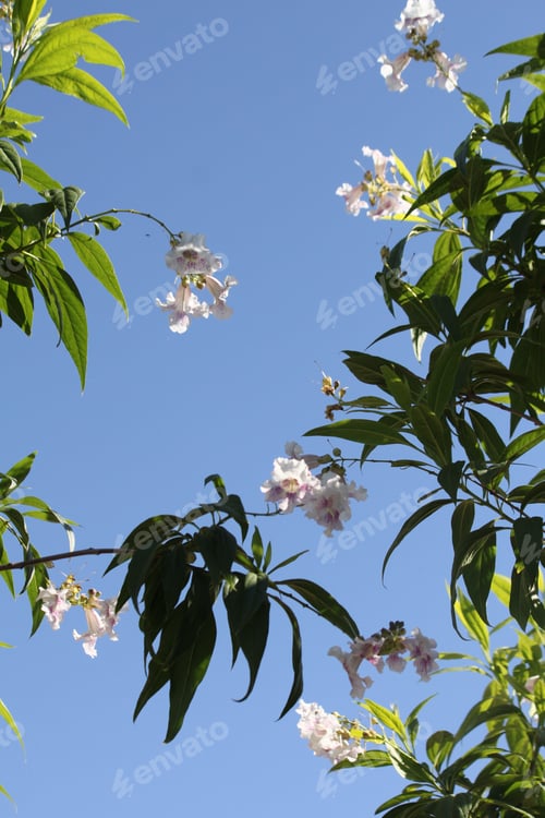 Preview: White Chitalpa Blooms Signal Summer 5768
