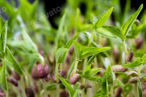 Preview: Close Up Of A Group Of Green Soybean Sprouts With Long Stems And Green Leaves
