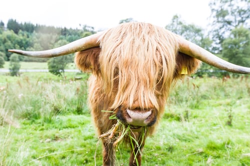 Preview: Close Up Of A Brown Highland Bull In Fresh Green Pastures In The Scottish Highlands