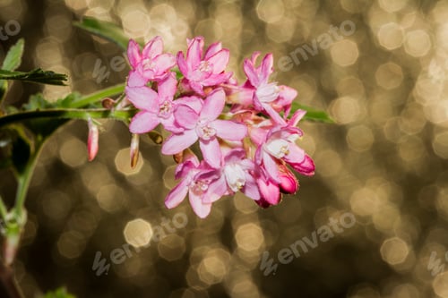 Preview: Macro Of Pink Spring Flowers In Oregon With A Golden Background