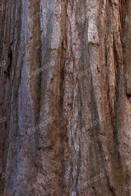 Preview: Close Up Of The Bark Of A Single Sequoia Tree With An Almost Orange Brown Color As A Texture