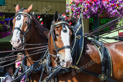 Preview: Coeur D' Alene, Idaho - June 12 : Budweiser Clydesdales Parade Down Sherman Avenue, June 12 2015 In
