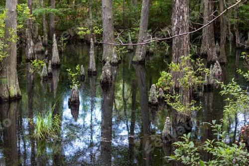 Preview: Bald Cypress Trees In A Swamp