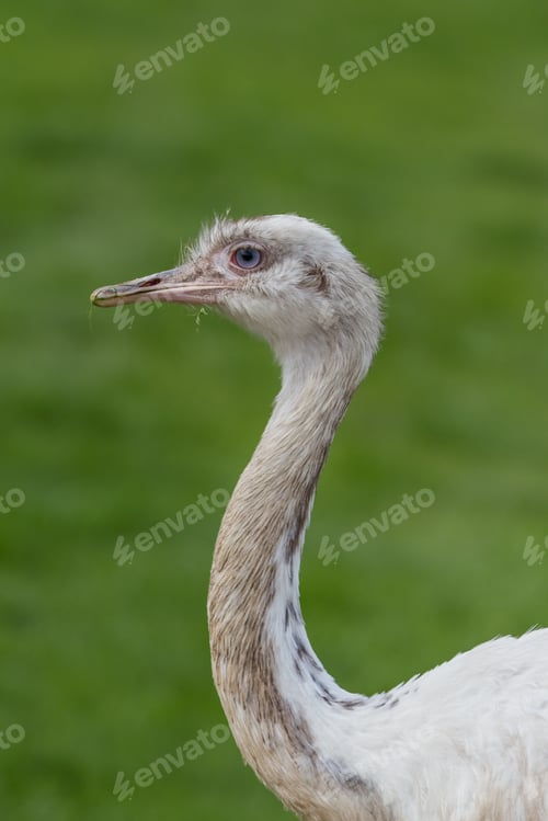 Preview: Greater Rhea