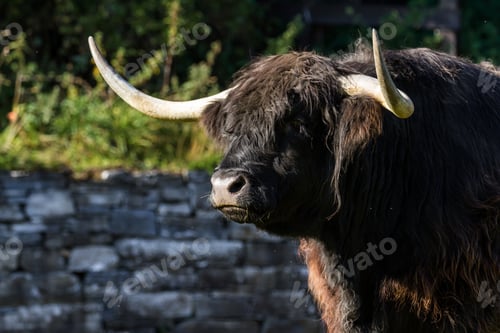 Preview: Close Up Of An Adult Highland Cow In A Field With Fresh Green Grass Late Summer In The Scottish