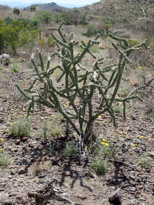 Preview: Devil'S Walking Stick In The Dryness Of The Desert