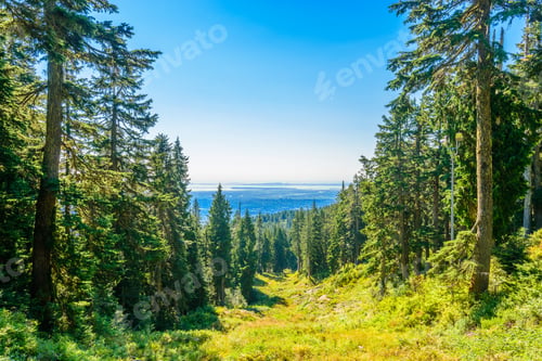 Preview: Fragment Of Mount Seymour Trail In Vancouver, Canada.