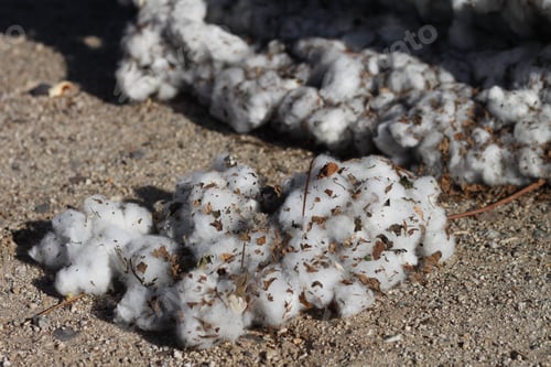 Preview: A Closeup Of A Boll Of Cotton Fresh From The Field 4682