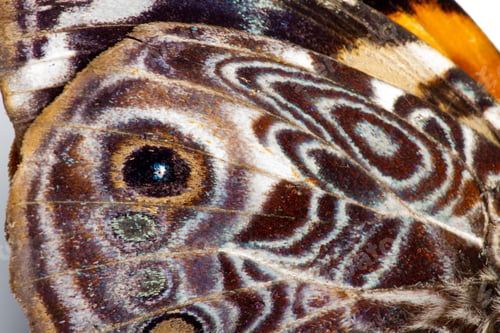 Preview: Close Up Of A Butterfly Wing With Beautiful Patterns And Scaly Texture
