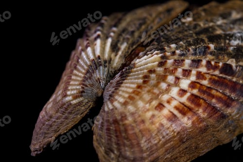 Preview: Colorful Beautiful Sea Shell With Amazing Layers And Details On A Black Background