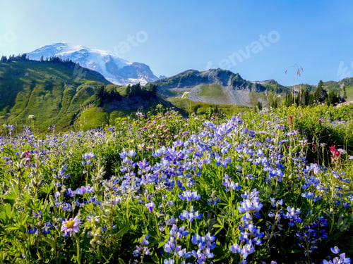 Preview: Lot Of Beautiful Wildflowers In Mt Rainier National Park,Wa Usa 2