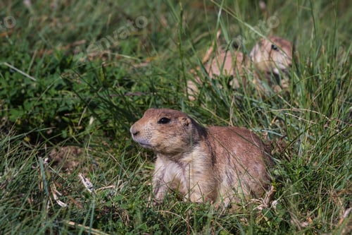 Preview: Close Up Of A Black Tailed Prairie Dog In The Grass Lands Of Wyoming