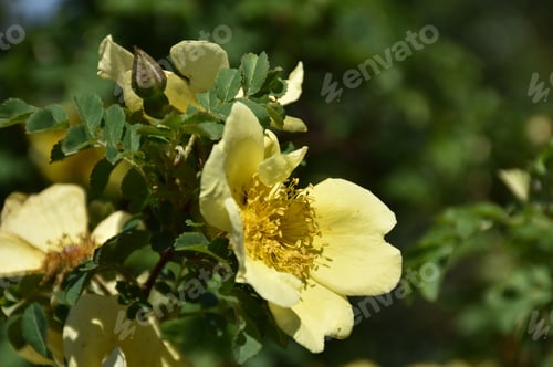 Preview: Garden With Flowering Yellow Rose Bush In Bloom.