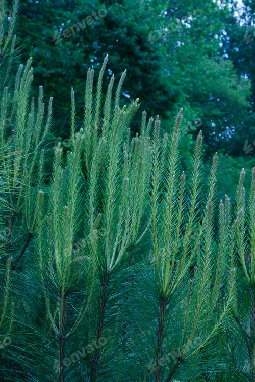 Preview: New Growth On A Green Pine Tree
