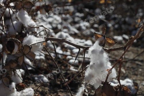 Preview: A Field Of Cotton Plants After Harvest 4661