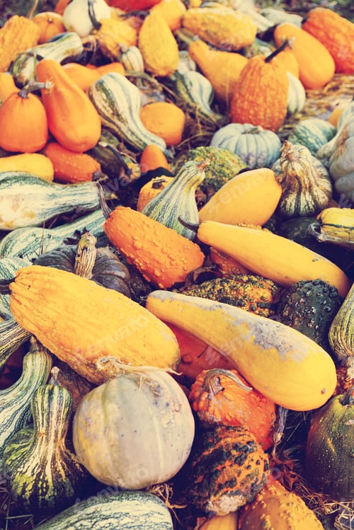 Preview: Pumpkins