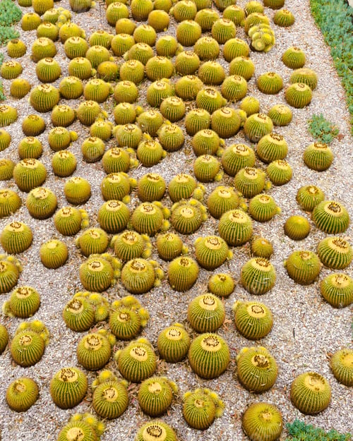 Preview: Cactus Of Sphericity Style Grows In Sand