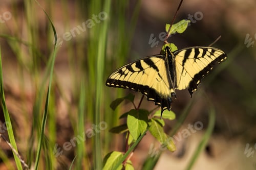 Preview: Pretty Yellow And Black Eastern Tiger Swallowtail Butterfly