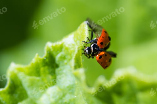 Preview: Close Up Of An Orange Ladybug With Water Drops On It Standing On A Green Leaf For Contrast