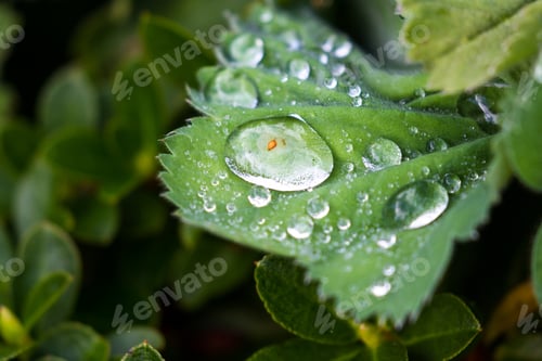 Preview: Details Of Fresh Water Drops On A Green Leaf
