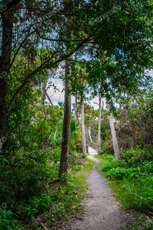 Preview: Palm Trees On Either Side Of Dirt Path Leading To Wooden Foot Bridge In A Florida Hammock.