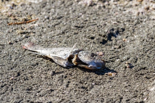 Preview: Close Up Of A Dead Dried Fish In The Salton Sea In Southern California