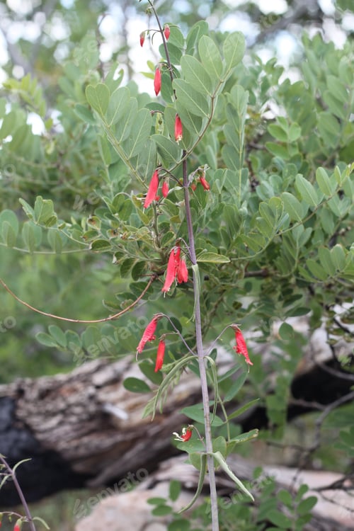 Preview: A Firecracker Penstemon With Pink Flowers 8165