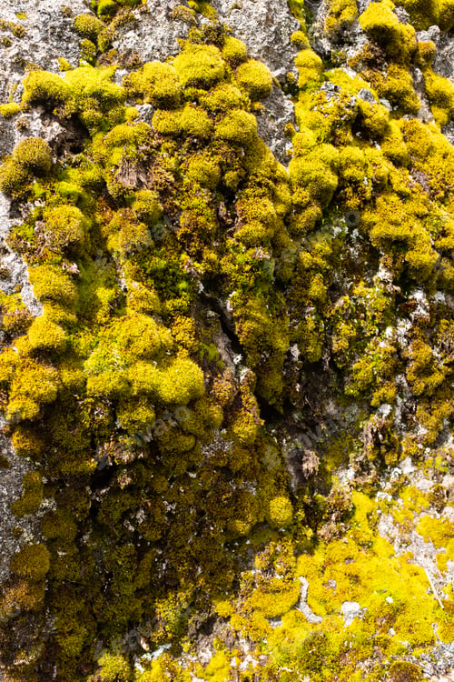 Vorschau: Natursteinwald in Peru: Huallay In Pasco.