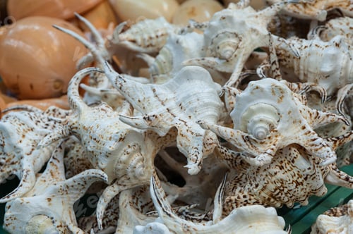 Preview: Assorted Sea Shells Souvenirs At The Tourist Shop