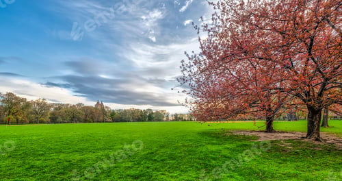 Preview: Central Park, Manhattan, New York City In Spring With Cherry Trees