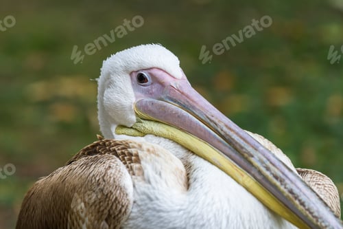Preview: Close Up Of A Large Pelican In London Near The Duck Pond In St James'S Park
