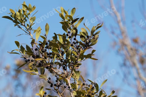 Preview: Blueberry Bush Against A Blue Sky