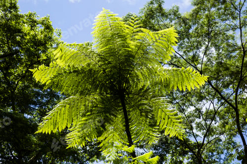 Preview: Rain Forest Jungle