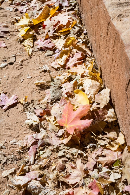 Preview: Colorful Autumn Leaves Piled On The Side Of The Pathway On A National Park In Utah