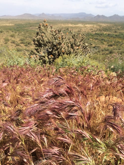 Preview: Plumes Of Grass In A Desert Landscape 4388