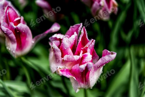Preview: Pink And White Hybrid Color Tulip Closeup.