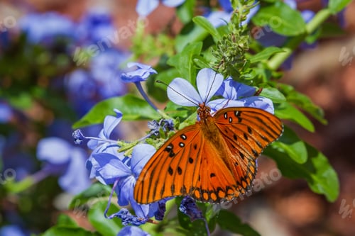 Preview: Close Up Of A Beautiful Orange Butterfly Feeding On Spring Blue Flowers In A Garden