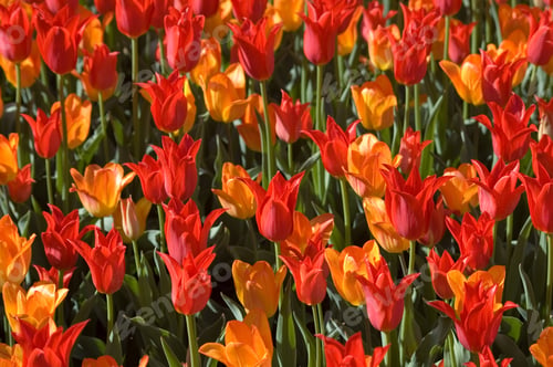 Preview: Field Of Blooming Red Tulips