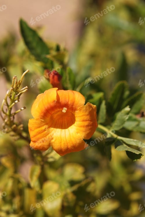 Preview: Clumps Of Orange Trumpet Vine Flowers 6280