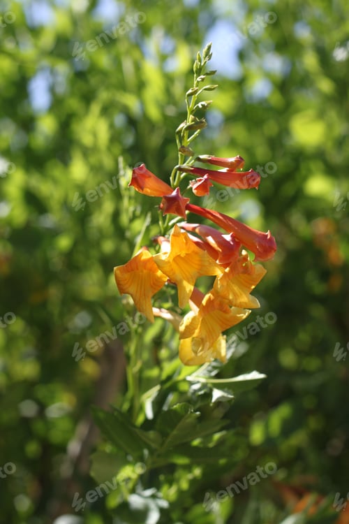 Preview: Clumps Of Orange Trumpet Vine Flowers 6998