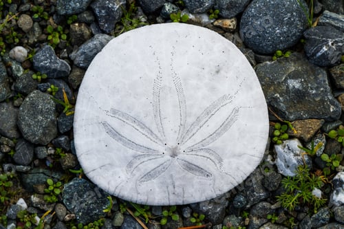 Preview: Sand Dollar Also Known As Sea Cookie, Snapper Biscuit Or Pansy Shell On A Rocky Background In