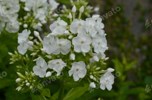 Preview: Pretty White Phlox Flowers Blooming In A Garden.