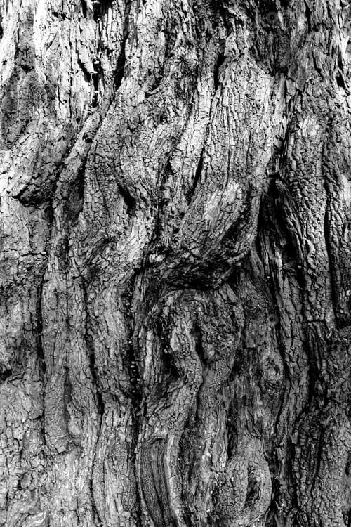 Preview: Image Of The Surface Of A Tree Trunk. Textured Wooden Surface.