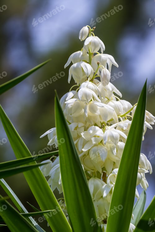 Preview: Common Plant In Central America The Yucca Gigantea Or Itabo Is Used As An Ingredient With A Bitter