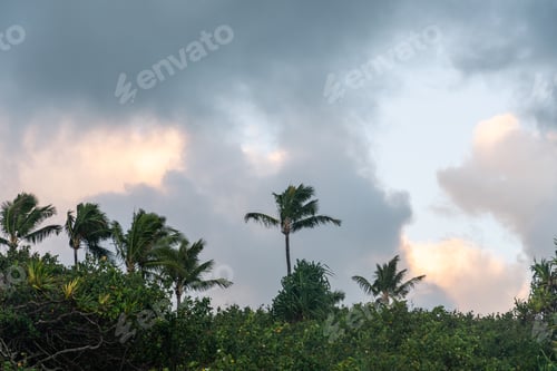 Preview: Palm Trees Sticking Out On A Hill With Colorful Clouds In The Background. Shot At Sunrise. Shot In