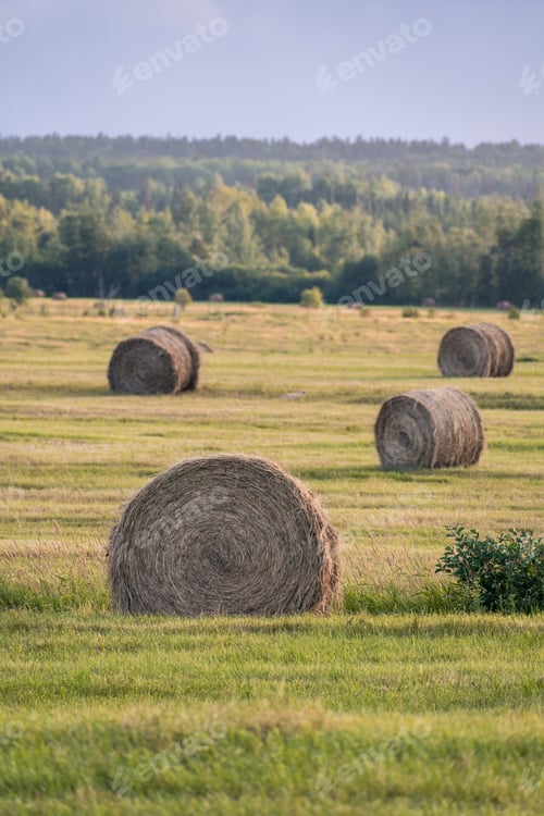 Preview: View Over A Beautiful, Large Agricultural Field Filled With Haystacks On A Late Afternoon In The